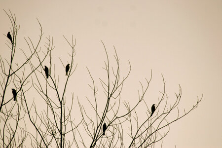 Birds Tree photo