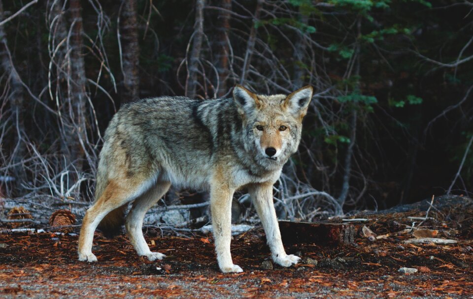 Coyote Animal photo