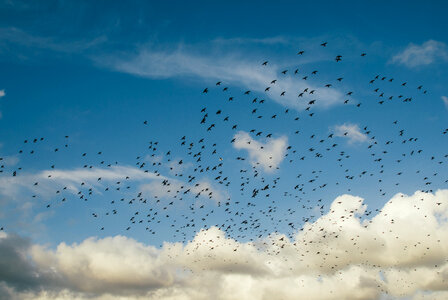 Flock Birds photo