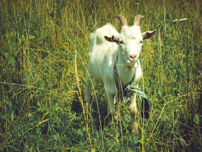 Animal Goat photo