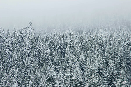 Winter Forest photo