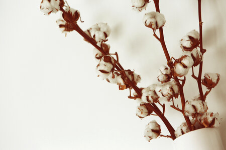 Cotton Flowers photo