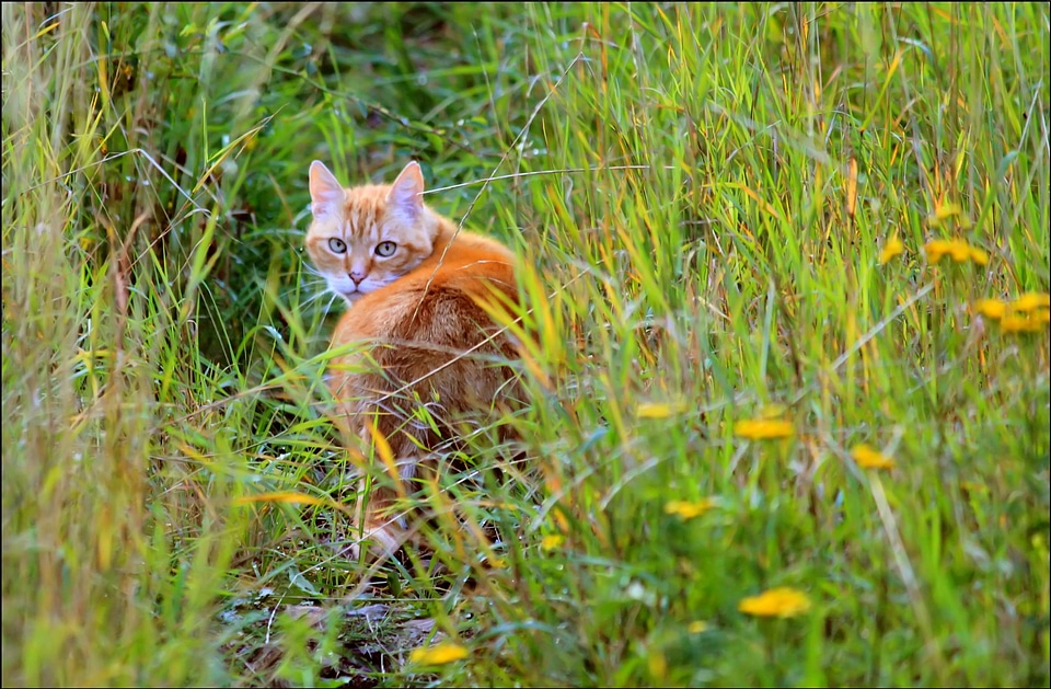 Animal world domestic cat cat face