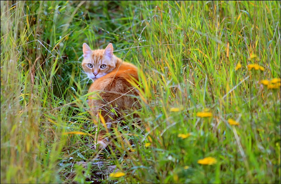 Animal world domestic cat cat face photo