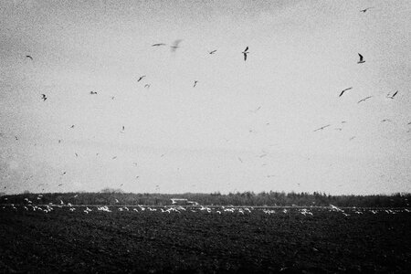 Birds Flying