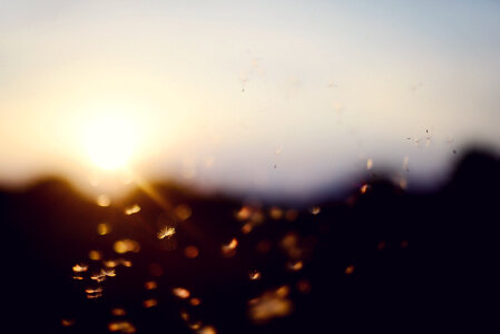 Sunset Bokeh