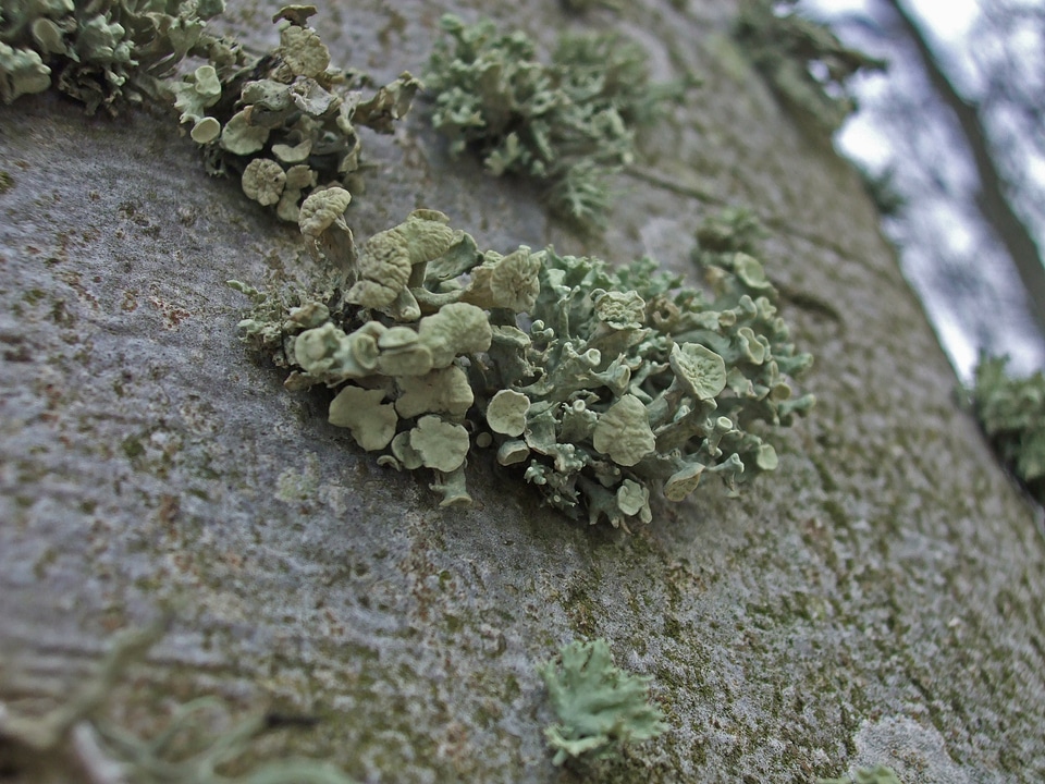 Moss algae mushroom