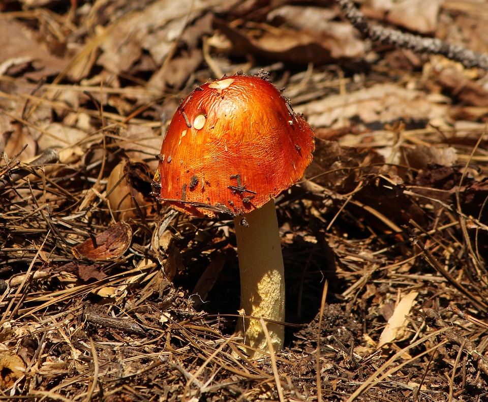 Fungus plant natural