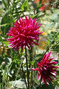 Bloom red garden plant