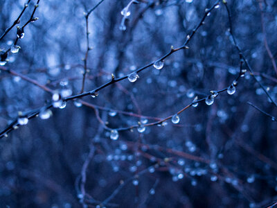 Rain Drops Wet photo