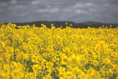 Field Yellow