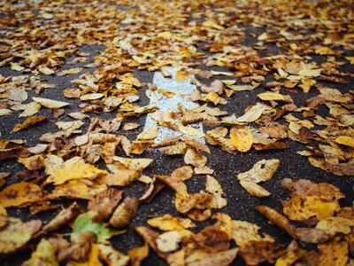 Leaves Autumn photo