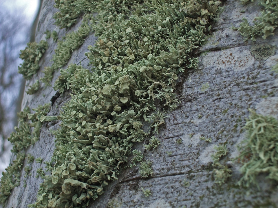 Moss algae mushroom