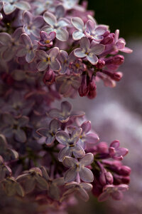 Flowers Lilac photo
