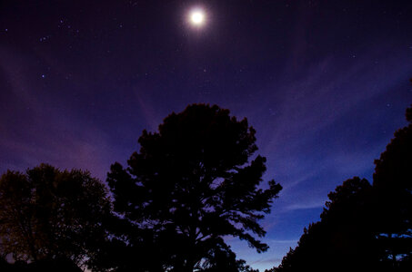 Night Trees photo