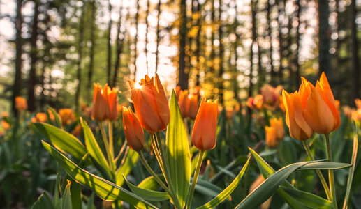 Orange Tulips photo