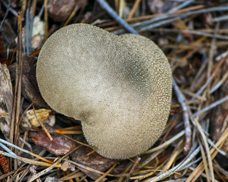 Fungus plant natural
