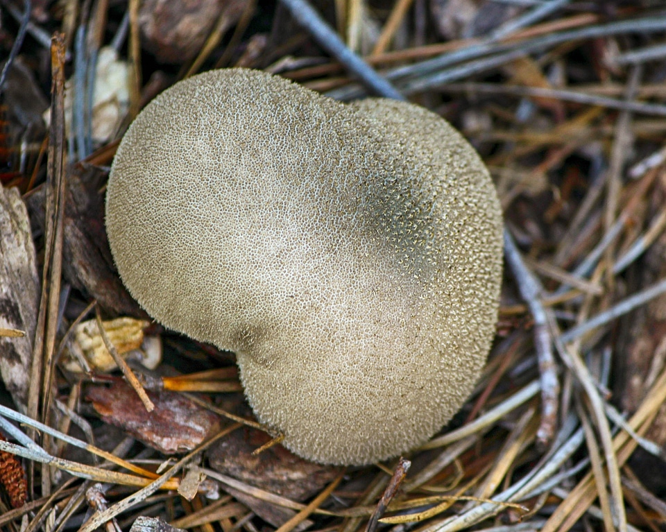 Fungus plant natural photo