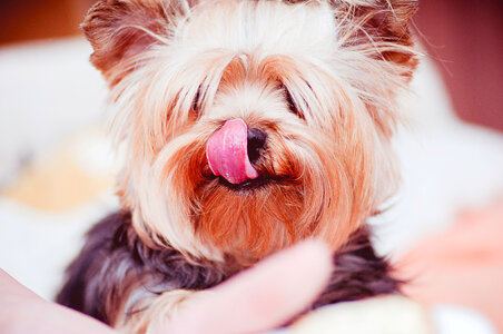 Dog Tongue photo