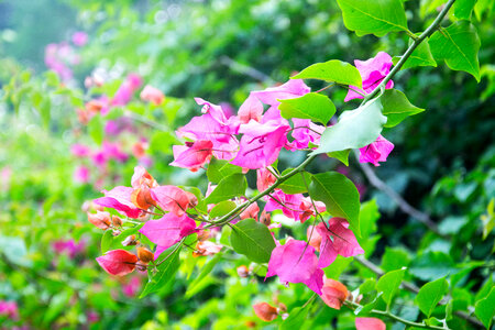 Flower Leaf photo