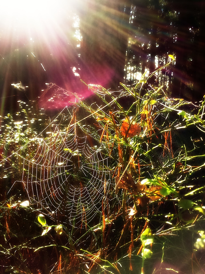 Morning sunny sunlight