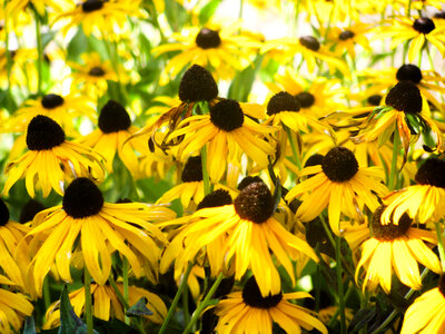 Yellow Sunflowers