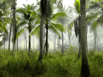 Palm Trees Jungle photo