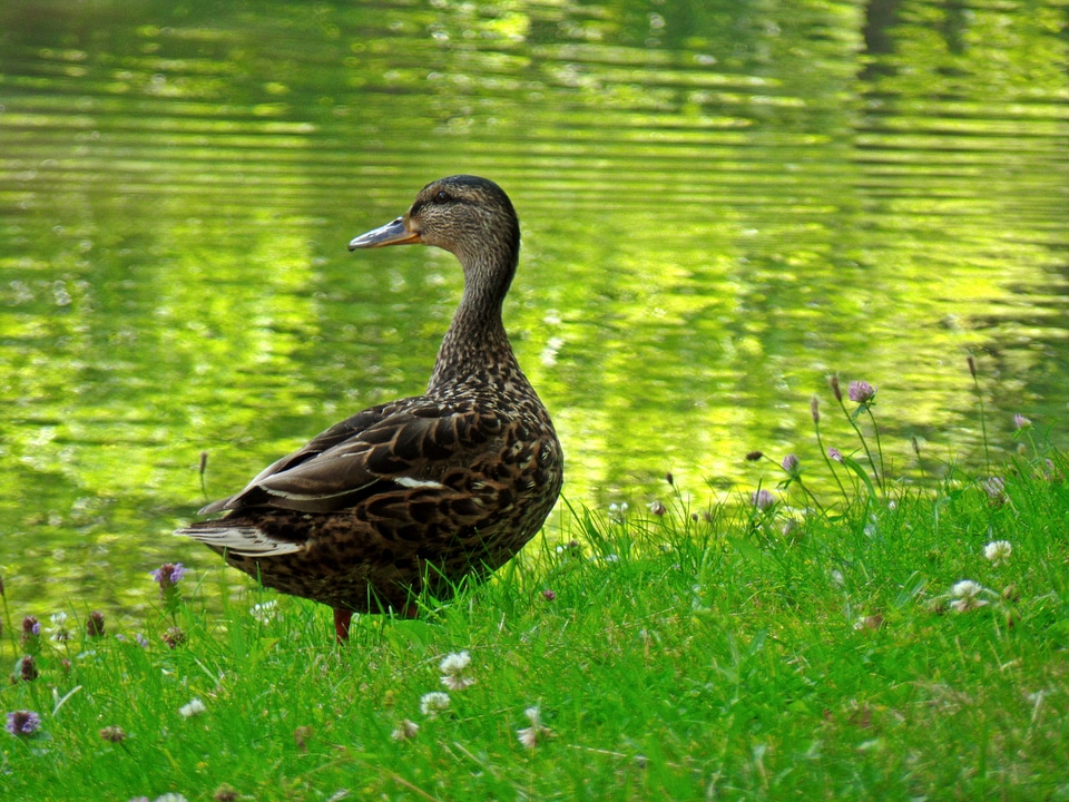 Water animal duck bird