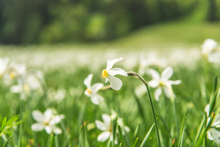 Flowers Garden photo