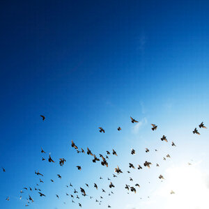 Flock Birds photo