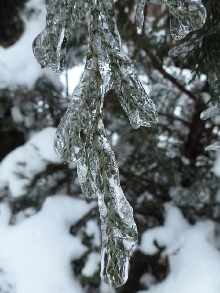 Frozen encased macro photo