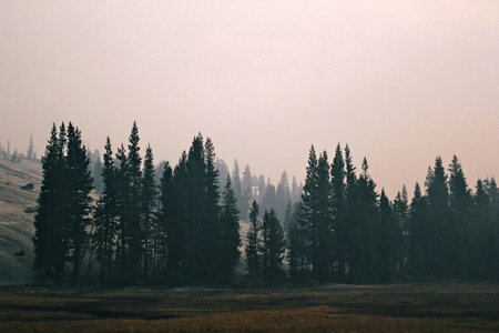 Trees Forest