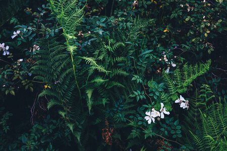 Green Plants