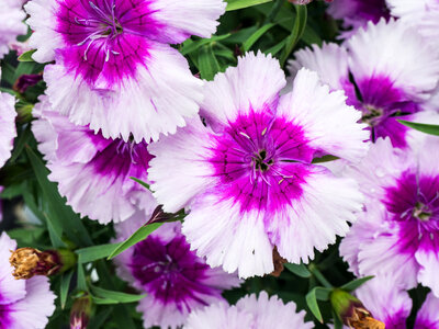 Purple Flowers photo