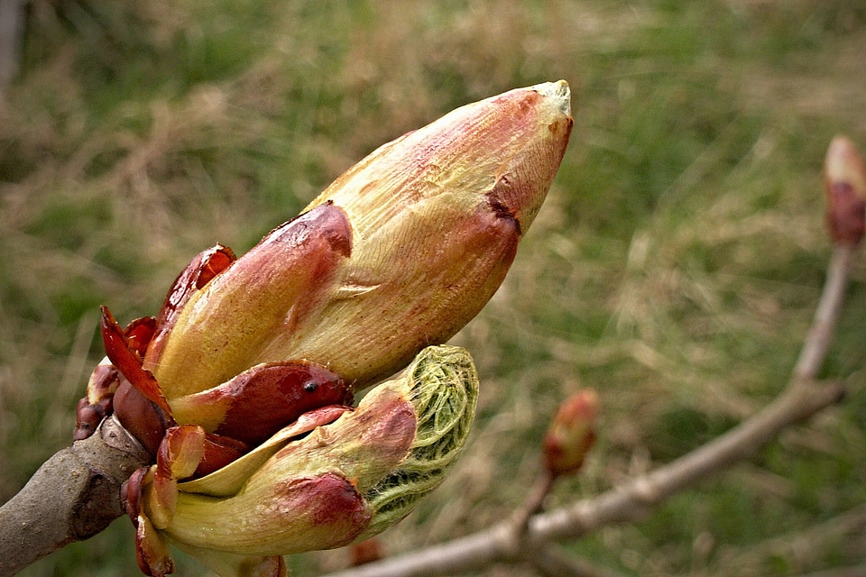 Tree macro horse-chestnut