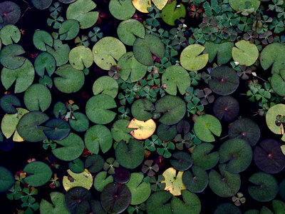 Lily Pads Green