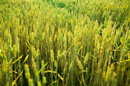Wheat Plants photo