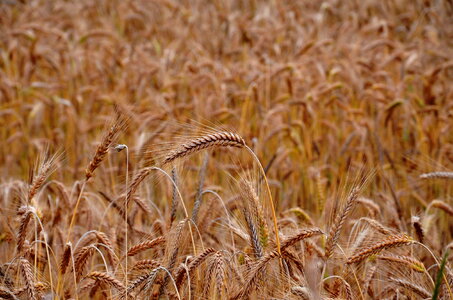 Wheat Grains photo