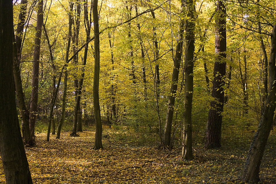 Autumn bright yellow