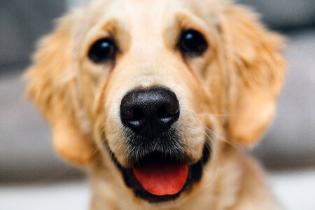 Golden Retreiver Dog photo