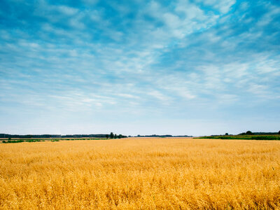 Yellow Field photo