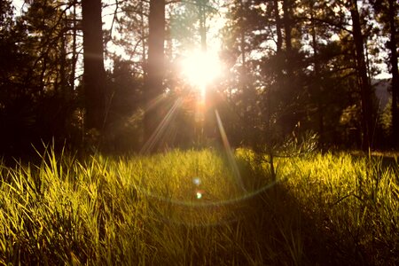 Sun Rays Grass photo