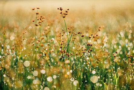Flowers Plants