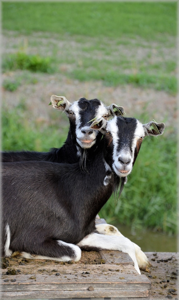 Farm outdoor farm animals