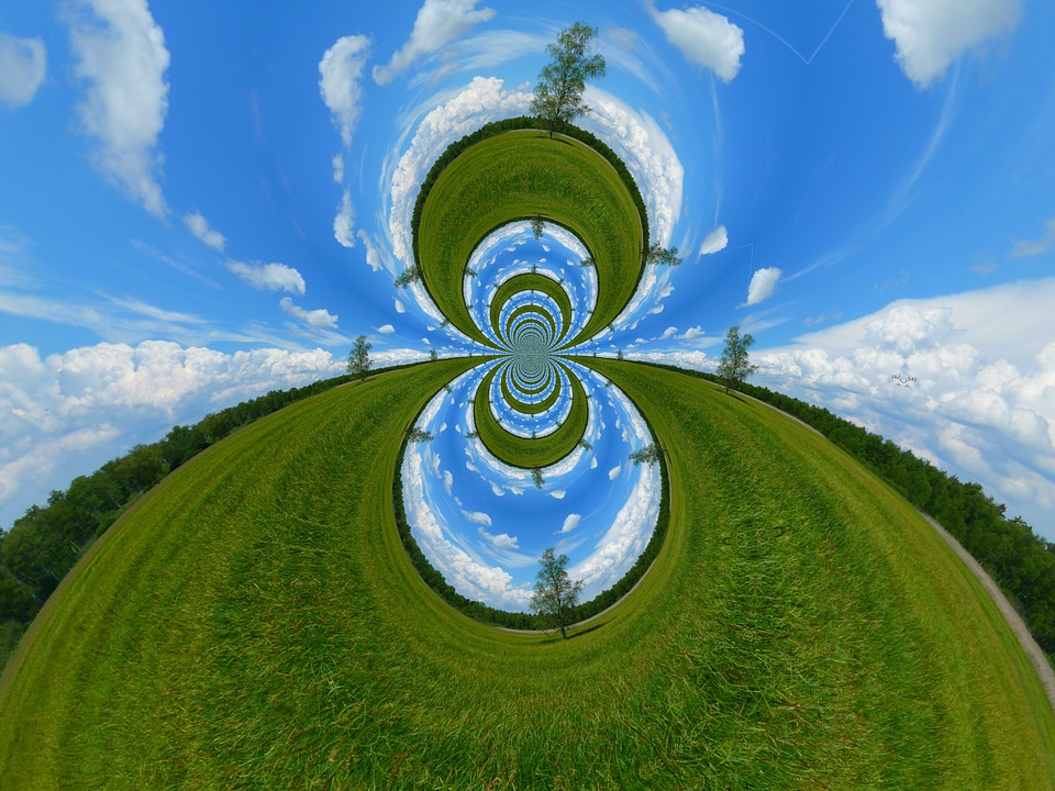Landscape tree experiment