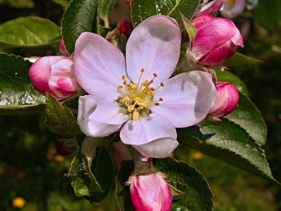 Apple tree vernal tree
