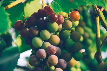 Grapes Fruits photo