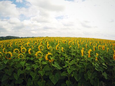 Sunflowers Field photo