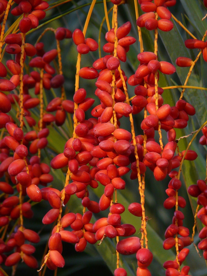 Phoenix palm palm tree palm