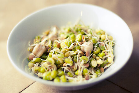 Soybeans Sprouts photo